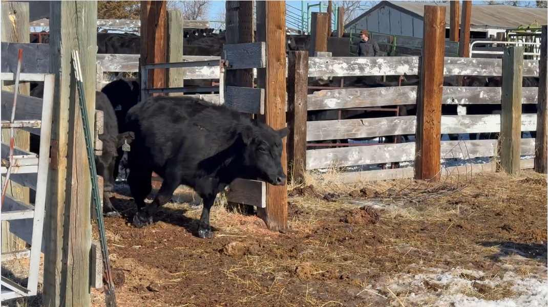 BC130A5 185 -3-year-old’s Calve April 15th!